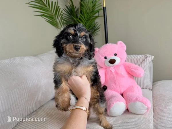 Lily  – Cavapoo puppy for sale in Austin, TX