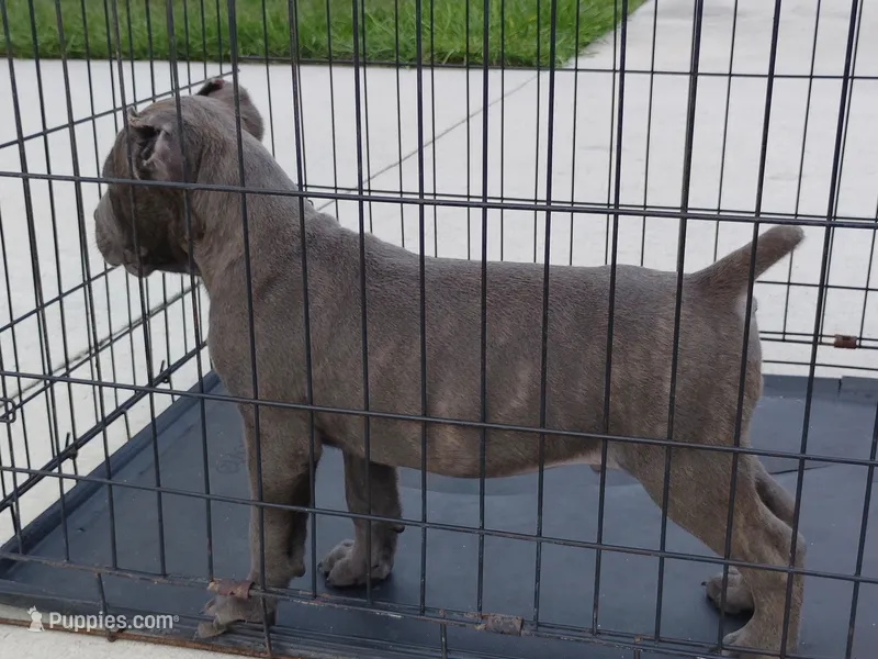 Blue – Cane Corso puppy for sale in Vero Beach, FL