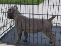 Blue, a male Cane Corso for sale in Vero Beach, FL – 1 of 4