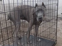 Jazmin , a female Cane Corso for sale in Vero Beach, FL – 6 of 10