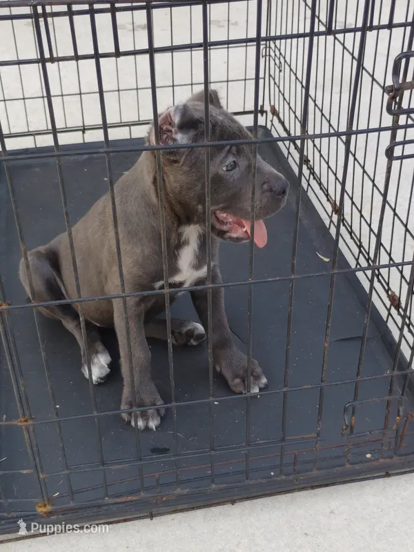 Chloe – Cane Corso puppy for sale in Vero Beach, FL