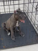 Chloe, a female Cane Corso for sale in Vero Beach, FL – 1 of 3
