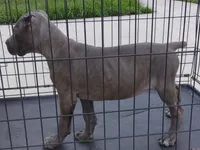 Jazmin , a female Cane Corso for sale in Vero Beach, FL – 3 of 4