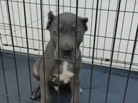 Boosie , a male Cane Corso for sale in Vero Beach, FL – 2 of 4