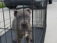 Rocky , a male Cane Corso for sale in Vero Beach, FL – 2 of 4