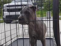 Jazmin , a female Cane Corso for sale in Vero Beach, FL – 4 of 4
