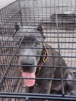 Amber , a female Cane Corso for sale in Vero Beach, FL – 2 of 7