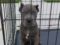 Blue, a male Cane Corso for sale in Vero Beach, FL – 4 of 4
