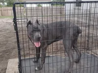 Mimi, a female Cane Corso for sale in Vero Beach, FL – 2 of 8