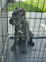 Martha, a female Cane Corso for sale in Vero Beach, FL – 3 of 5