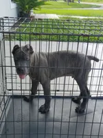 Tiger, a male Cane Corso for sale in Vero Beach, FL – 7 of 7