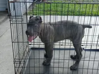 Tiger, a male Cane Corso for sale in Vero Beach, FL – 4 of 7