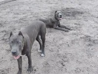 Diamond , a female Cane Corso for sale in Vero Beach, FL – 6 of 7