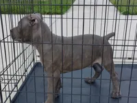 Boosie , a male Cane Corso for sale in Vero Beach, FL – 3 of 4