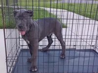 Bruno, a male Cane Corso for sale in Vero Beach, FL – 2 of 6