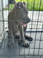 Tiger, a male Cane Corso for sale in Vero Beach, FL – 5 of 7