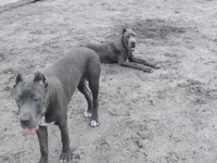 Diamond , a female Cane Corso for sale in Vero Beach, FL – 7 of 7
