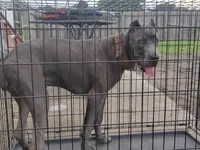 Jazmin , a female Cane Corso for sale in Vero Beach, FL – 10 of 10