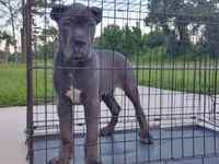 Bruno, a male Cane Corso for sale in Vero Beach, FL – 6 of 6