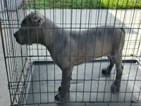 Sasha , a female Cane Corso for sale in Vero Beach, FL – 3 of 4