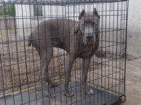 Jazmin , a female Cane Corso for sale in Vero Beach, FL – 9 of 10