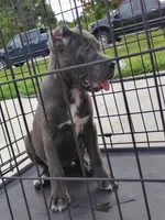 Diamond , a female Cane Corso for sale in Vero Beach, FL – 3 of 3