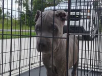 Jazmin , a female Cane Corso for sale in Vero Beach, FL – 2 of 4