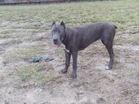 Diamond , a female Cane Corso for sale in Vero Beach, FL – 5 of 7