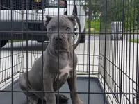 Rocky , a male Cane Corso for sale in Vero Beach, FL – 4 of 4