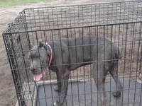 Mimi, a female Cane Corso for sale in Vero Beach, FL – 5 of 8