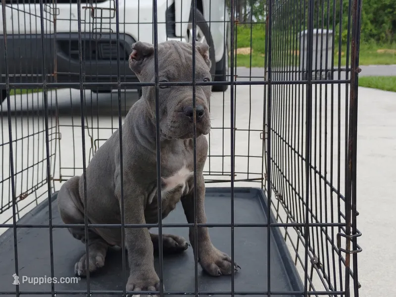 Rocky  – Cane Corso puppy for sale in Vero Beach, FL