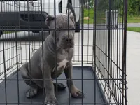 Rocky , a male Cane Corso for sale in Vero Beach, FL – 1 of 4