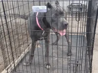 Mimi, a female Cane Corso for sale in Vero Beach, FL – 6 of 8