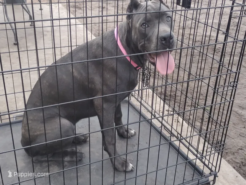 Mimi – Cane Corso puppy for sale in Vero Beach, FL
