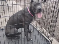 Mimi, a female Cane Corso for sale in Vero Beach, FL – 1 of 8