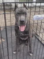 Mimi, a female Cane Corso for sale in Vero Beach, FL – 4 of 8