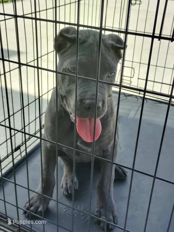 Sasha , a female Cane Corso for sale in Vero Beach, FL – 1 of 4