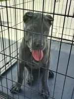 Sasha , a female Cane Corso for sale in Vero Beach, FL – 1 of 4