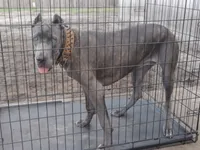 Jazmin , a female Cane Corso for sale in Vero Beach, FL – 7 of 10
