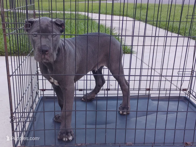 Bruno – Cane Corso puppy for sale in Vero Beach, FL