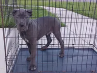 Bruno, a male Cane Corso for sale in Vero Beach, FL – 1 of 6