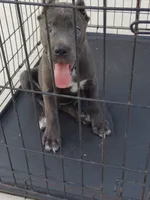 Chloe, a female Cane Corso for sale in Vero Beach, FL – 3 of 3