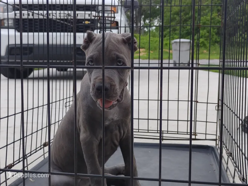 Jazmin  – Cane Corso puppy for sale in Vero Beach, FL