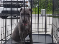 Jazmin , a female Cane Corso for sale in Vero Beach, FL – 1 of 4