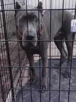 Amber , a female Cane Corso for sale in Vero Beach, FL – 1 of 7