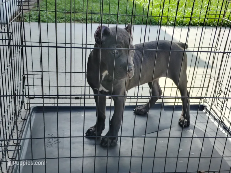 Martha, a female Cane Corso for sale in Vero Beach, FL – 1 of 5