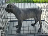 Sasha , a female Cane Corso for sale in Vero Beach, FL – 4 of 4