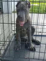 Tiger, a male Cane Corso for sale in Vero Beach, FL – 3 of 7