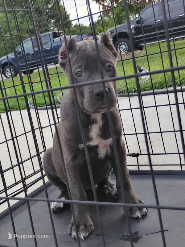Diamond  – Cane Corso puppy for sale in Vero Beach, FL