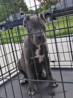 Diamond , a female Cane Corso for sale in Vero Beach, FL – 1 of 3